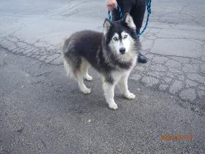 4/2024 pes X Husky  1