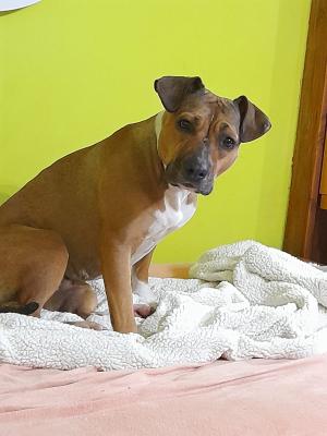 8/2024 Sendy - vrácena z Adopce viz 6/2024 1