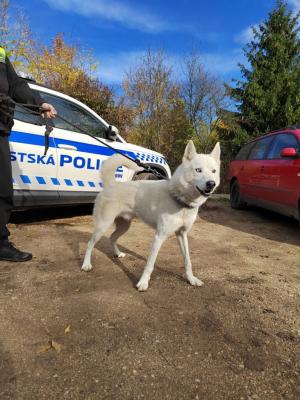 Pes Sibiřský husky